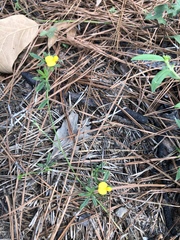 Stylosanthes