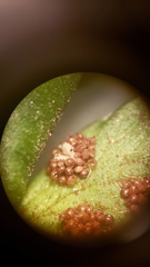 Polystichum californicum