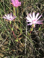 Lampranthus aduncus