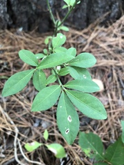 Euonymus