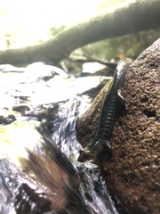 Desmognathus