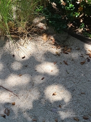 Leiocephalus carinatus