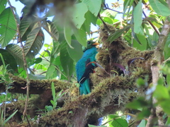 Pharomachrus auriceps