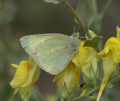 Colias alexandra