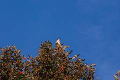 Tyrannus dominicensis