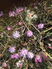 Lampranthus aduncus