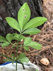 Euonymus