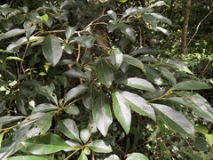 Lindera erythrocarpa
