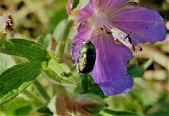 Cryptocephalus sericeus