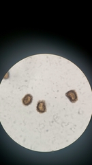 Polystichum californicum