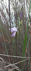 Gladiolus carinatus