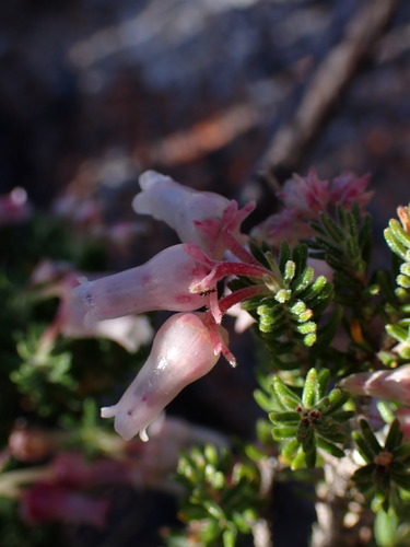 Image of Erica glomiflora by (c) Ren Hoekstra, some rights reserved (CC BY)