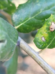 Dryocosmus minusculus