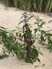 Mentha arvensis
