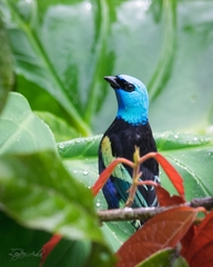 Stilpnia cyanicollis