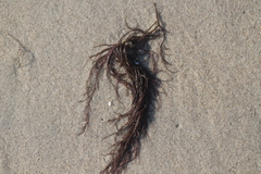 Gracilariopsis