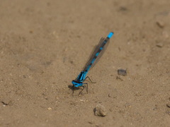 Enallagma risi