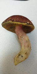 Boletus smithii