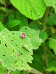 Coccinellidae