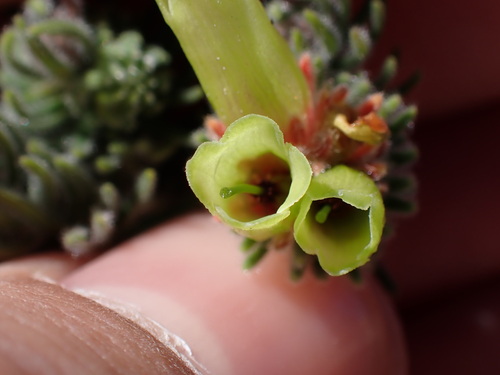 Image of Erica unicolor by (c) Ren Hoekstra, some rights reserved (CC BY)
