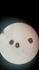 Polystichum californicum