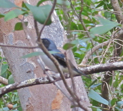 Setophaga caerulescens