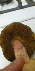 Boletus smithii