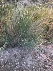 Chloracantha spinosa