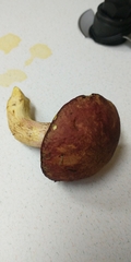 Boletus smithii