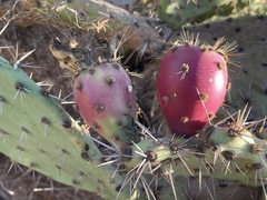 Opuntia semispinosa