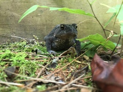 Anaxyrus americanus