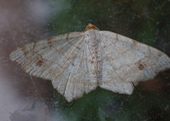 Macaria bisignata