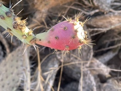 Opuntia semispinosa