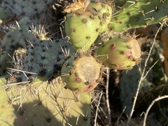 Opuntia semispinosa
