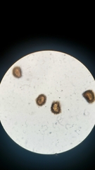 Polystichum californicum