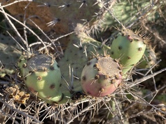 Opuntia semispinosa