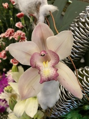 Cymbidium