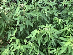 Eupatorium formosanum