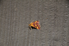 Pyrausta purpuralis