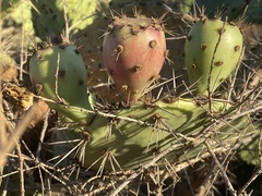 Opuntia semispinosa