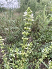 Stachys annua