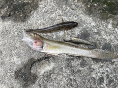 Acanthogobius flavimanus