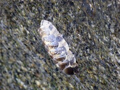 Acanthopleura granulata