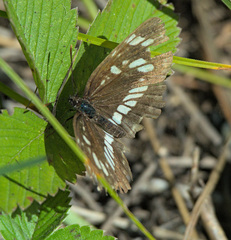 Neptis rivularis