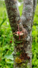 Theobroma cacao