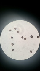 Polystichum californicum