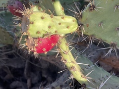 Opuntia semispinosa