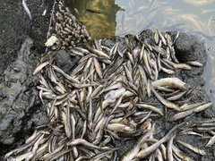 Acanthogobius flavimanus