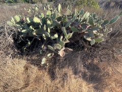 Opuntia semispinosa