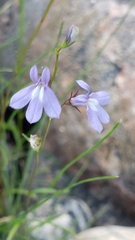 Lobelia kalmii